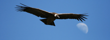 https://www.myperuguide.com/Condor Cross, Colca Canyon in Arequipa - My Peru Guide https://www.myperuguide.com/Condor Cross, Colca Canyon in Arequipa - My Peru Guide